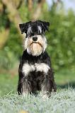 SCHNAUZER NAIN 069